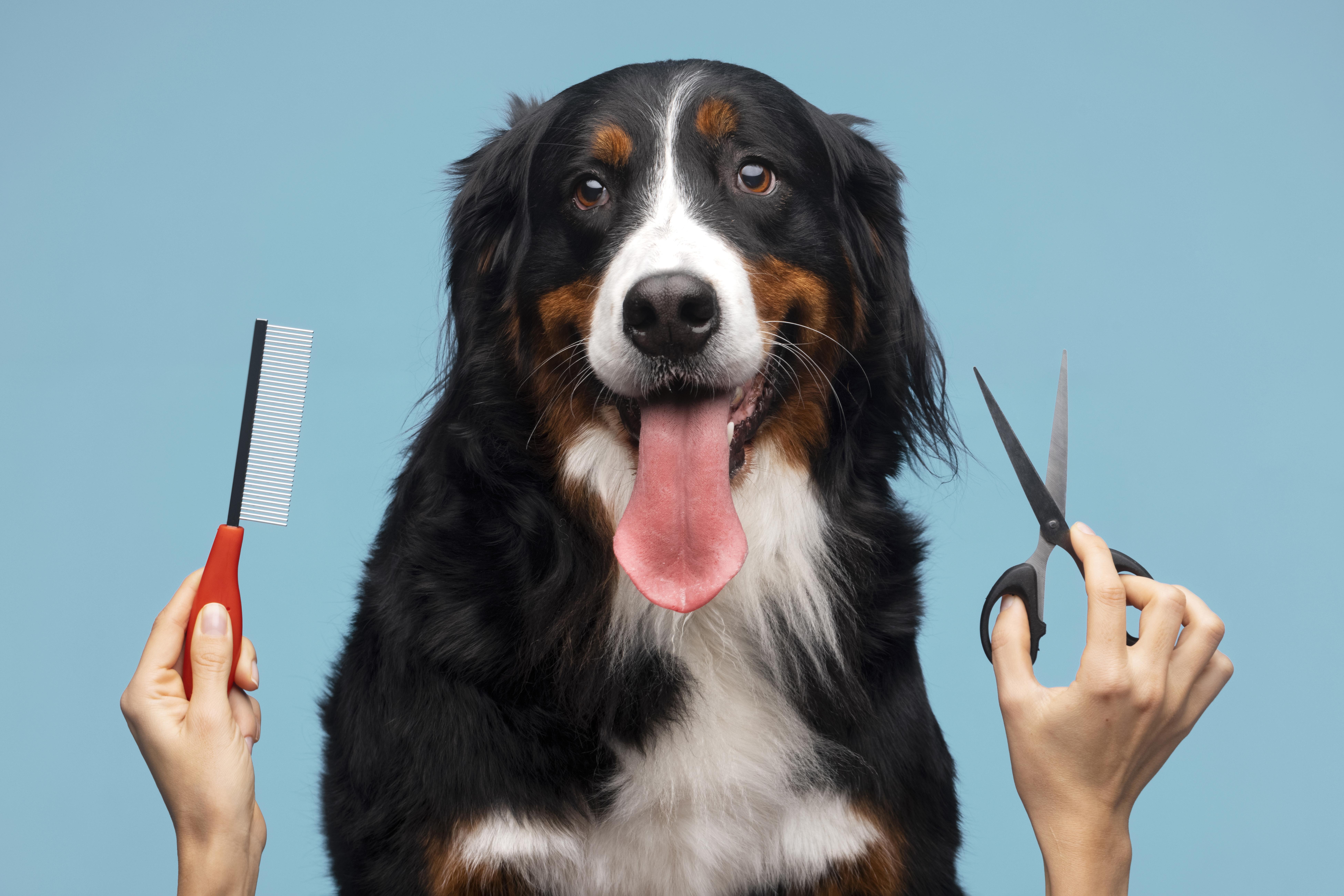 beautiful-pet-portrait-dog