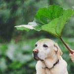 India’s Pet Abandonment Crisis Worsens During Monsoons: The Urgent Need for Responsible Pet Parenting