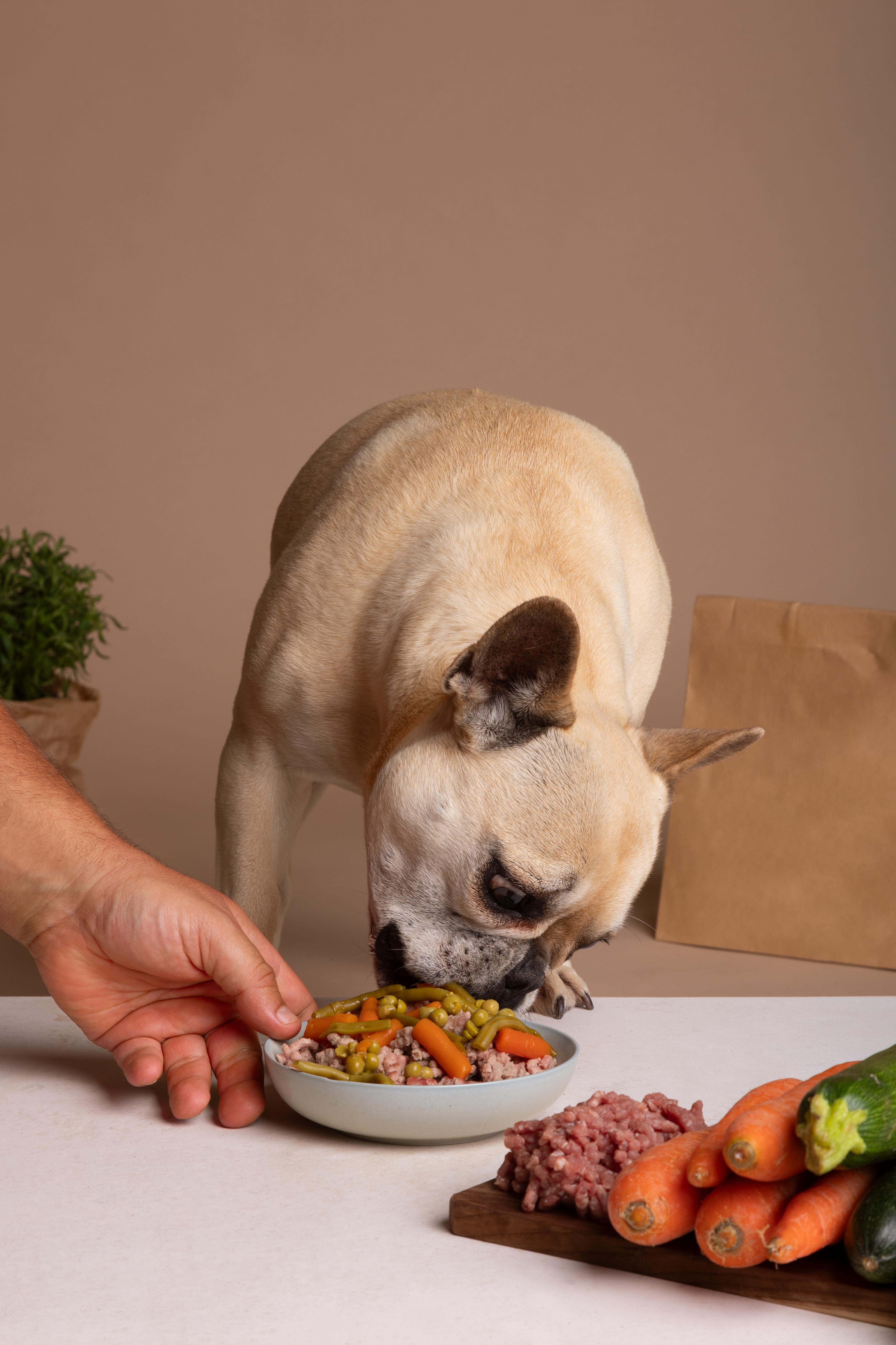 view-adorable-dog-with-bowl-food